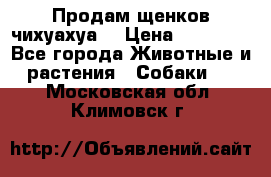 Продам щенков чихуахуа  › Цена ­ 10 000 - Все города Животные и растения » Собаки   . Московская обл.,Климовск г.